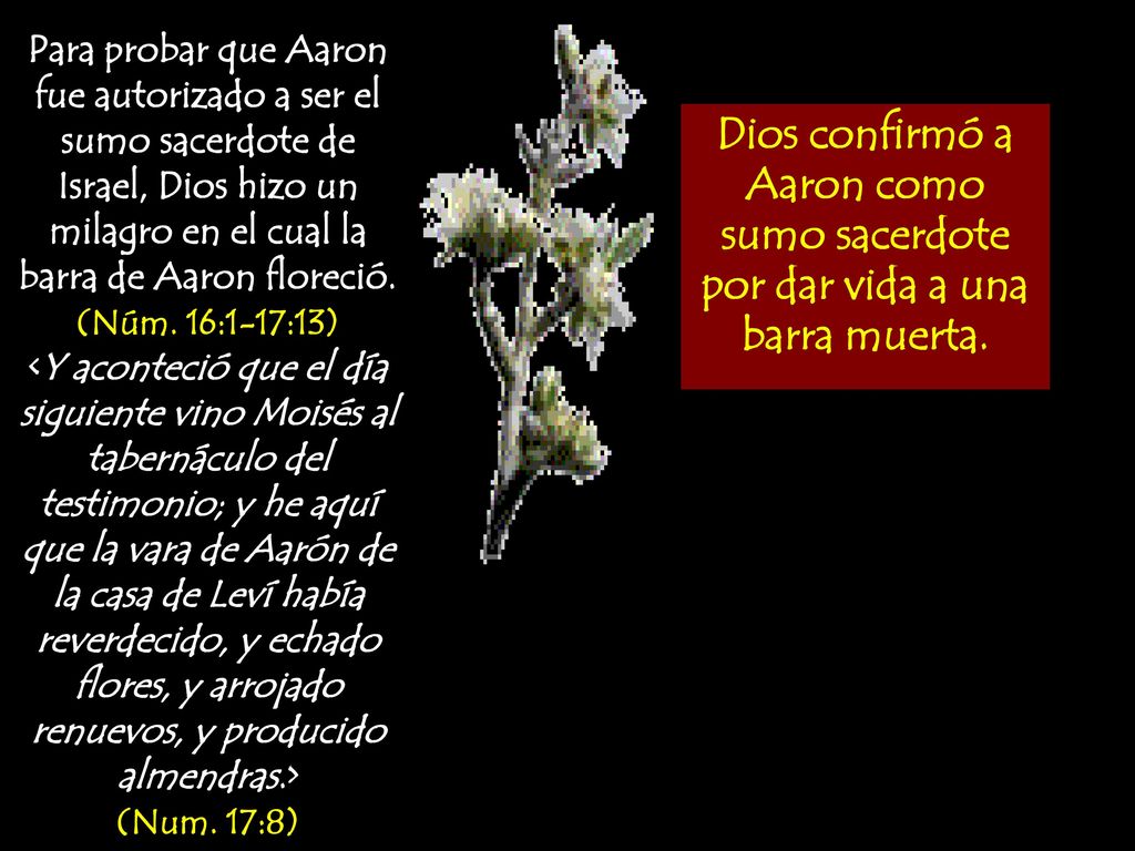 Para probar que Aaron fue autorizado a ser el sumo sacerdote de Israel, Dios hizo un milagro en el cual la barra de Aaron floreció. (Núm. 16:1-17:13)