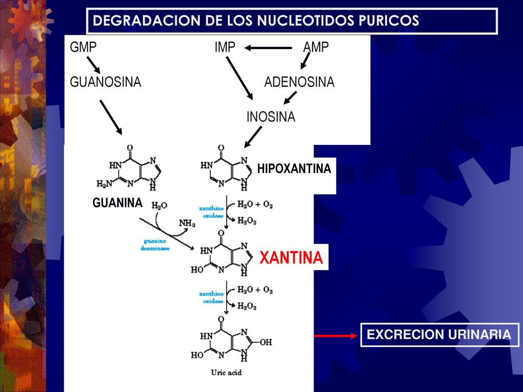 XANTINA ACIDO URICO DEGRADACION DE LOS NUCLEOTIDOS PURICOS GMP IMP AMP