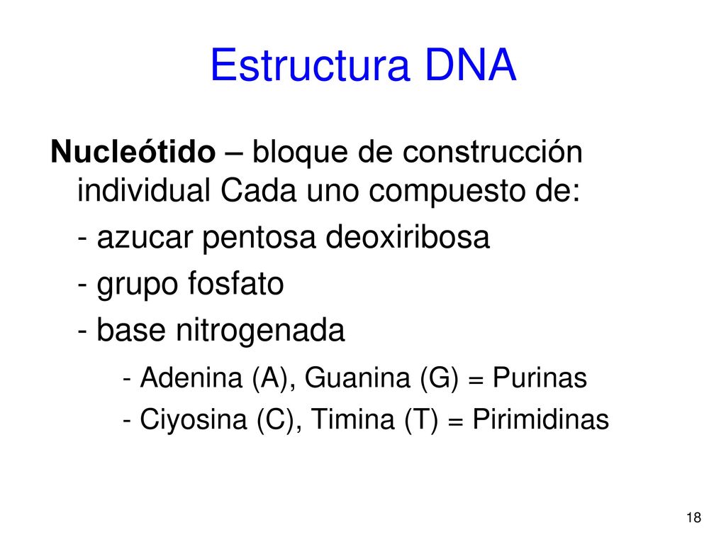 Estructura DNA Nucleótido – bloque de construcción individual Cada uno compuesto de: - azucar pentosa deoxiribosa.