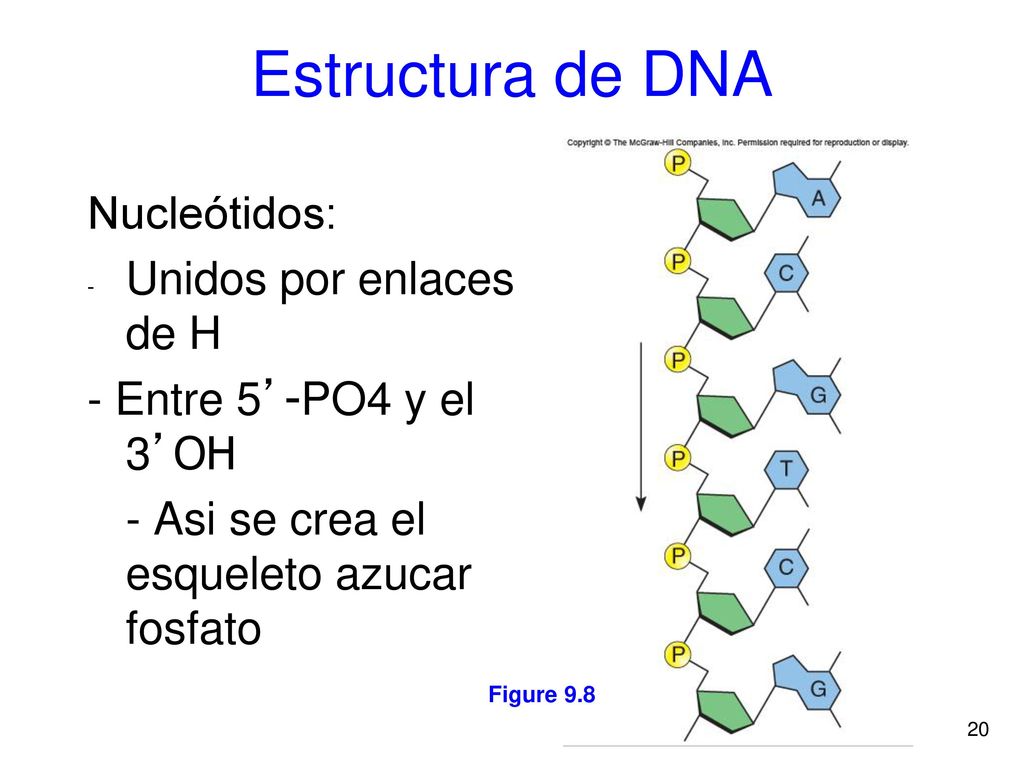 Estructura de DNA Nucleótidos: Unidos por enlaces de H