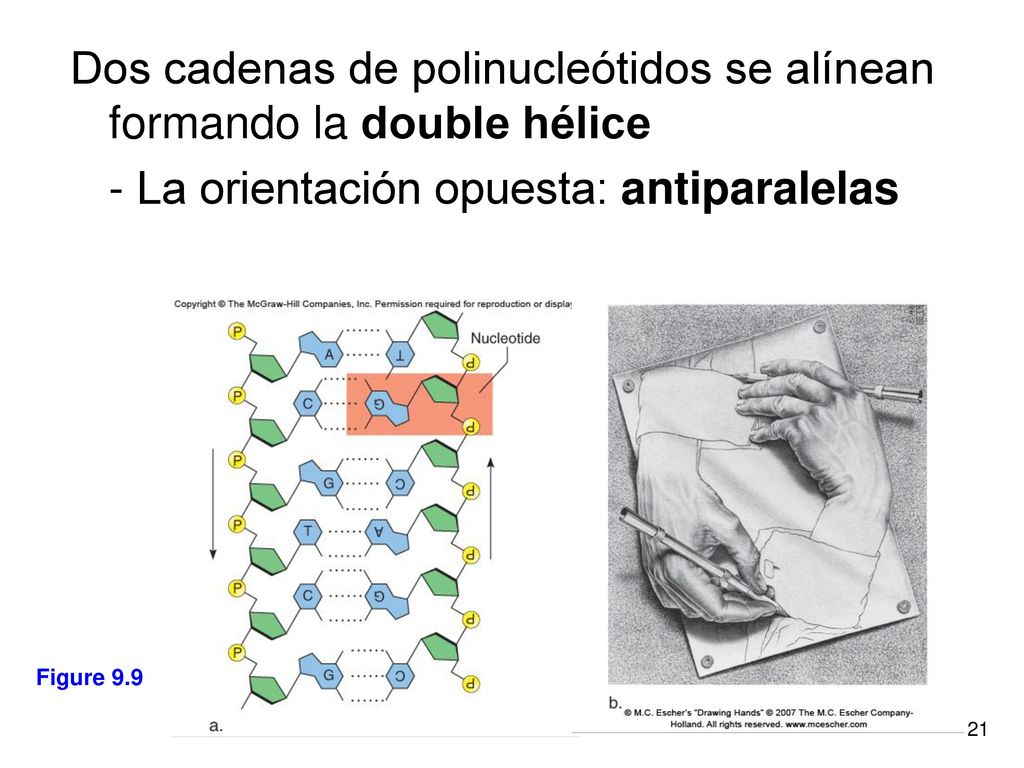 Dos cadenas de polinucleótidos se alínean formando la double hélice