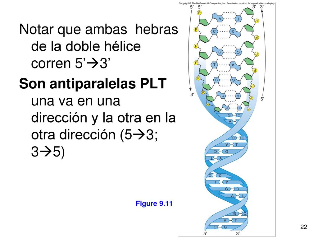 Notar que ambas hebras de la doble hélice corren 5’3’