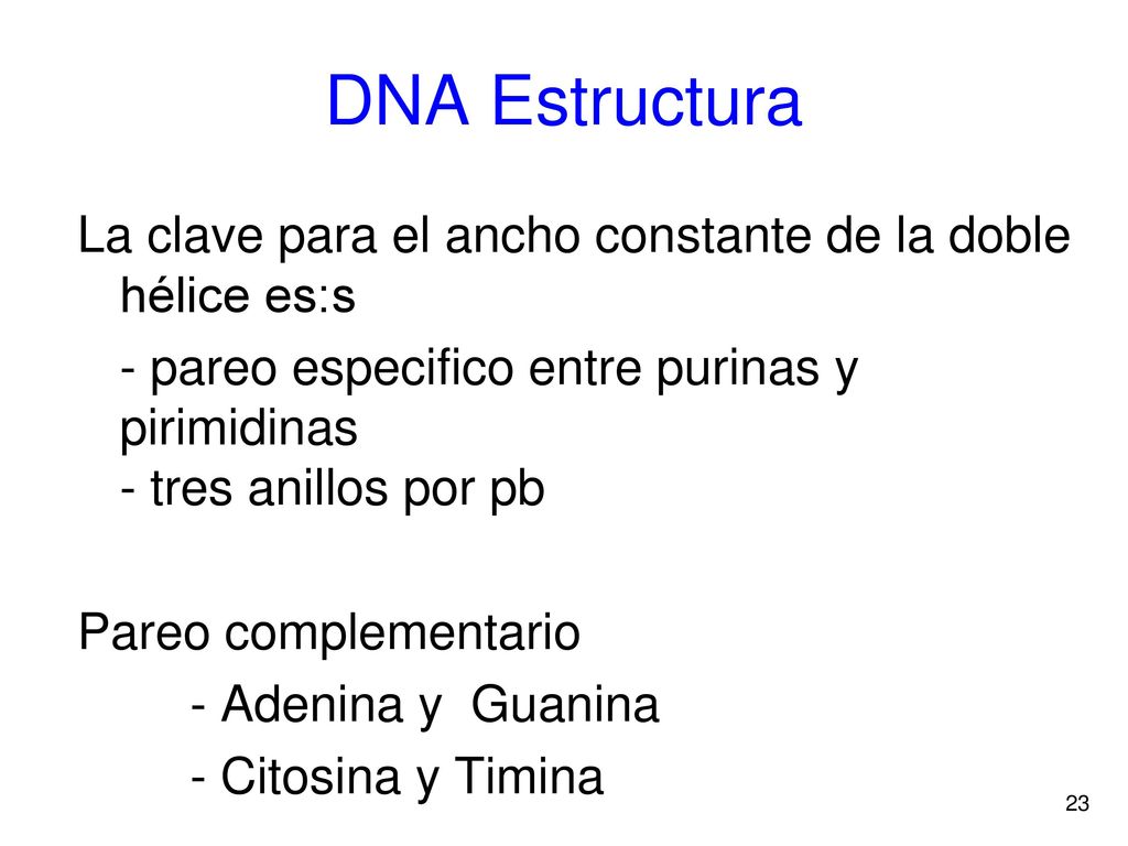 DNA Estructura La clave para el ancho constante de la doble hélice es:s. - pareo especifico entre purinas y pirimidinas - tres anillos por pb.