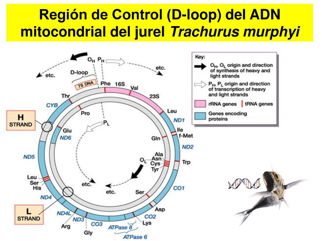 Región de Control (D-loop) del ADN mitocondrial del jurel Trachurus murphyi
