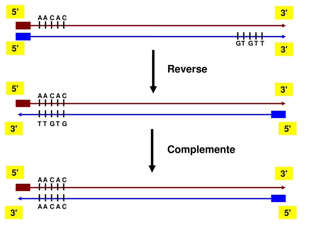 Reverse Complemente A A C A C G T G T T A C T