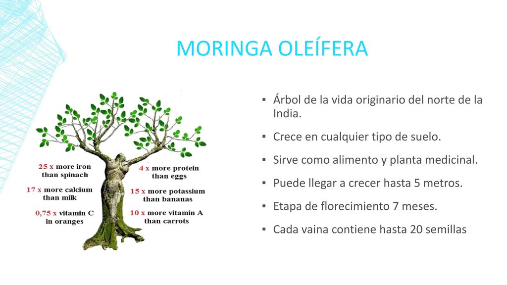 MORINGA OLEÍFERA Árbol de la vida originario del norte de la India.