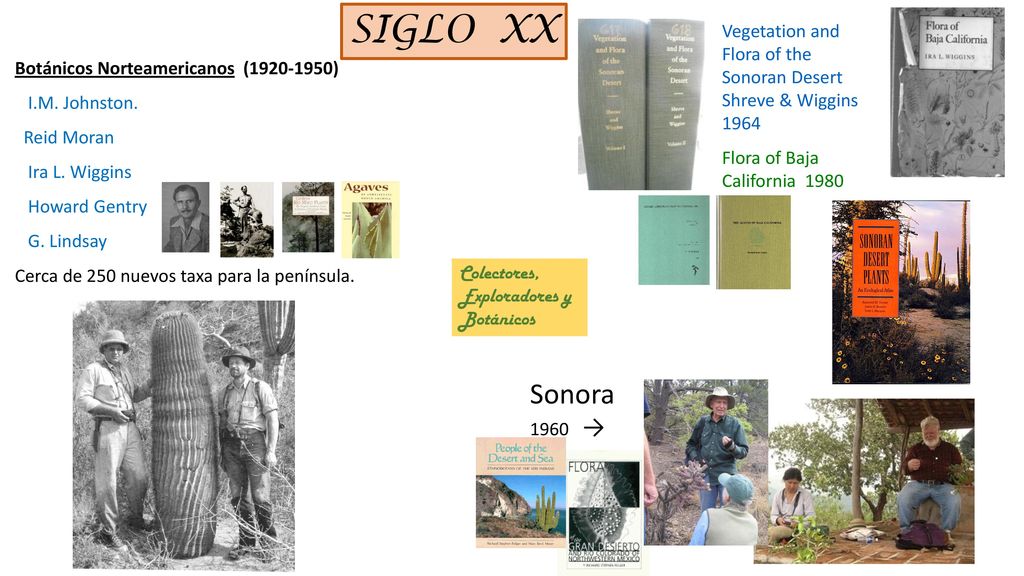 SIGLO XX Vegetation and Flora of the Sonoran Desert Shreve & Wiggins Flora of Baja California