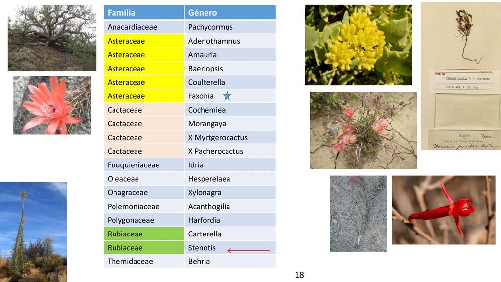 Familia Género 18 Anacardiaceae Pachycormus Asteraceae Adenothamnus