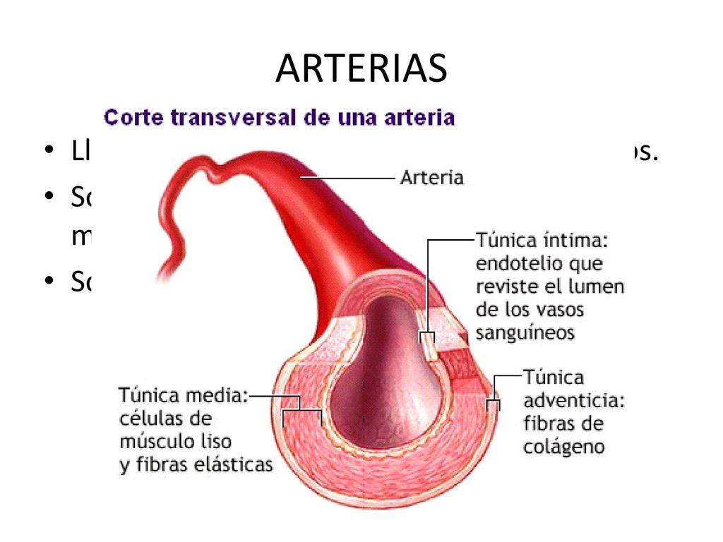 ARTERIAS Llevan sangre desde el corazón a los órganos.