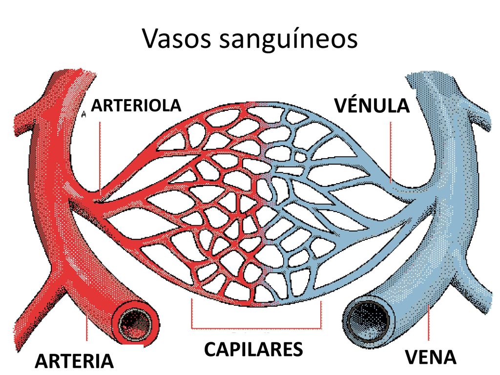 Капилляры сосуда варфрейм. Артерии артериолы вены. Сосуды артерии вены капилляры. Артерия артериола венулы Вена.