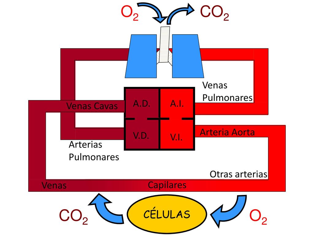 O2 CO2 CO2 O2 Venas Pulmonares A.D. A.I. Venas Cavas Arteria Aorta