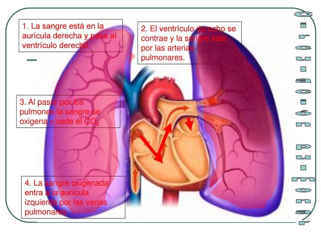 1. La sangre está en la aurícula derecha y pasa al ventrículo derecho.