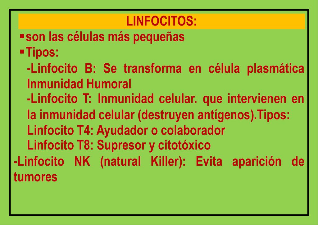 LINFOCITOS: son las células más pequeñas. Tipos: -Linfocito B: Se transforma en célula plasmática Inmunidad Humoral.