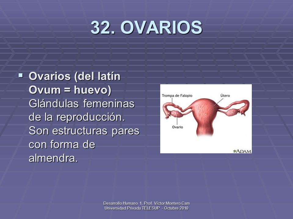 32. OVARIOS Ovarios (del latín Ovum = huevo) Glándulas femeninas de la reproducción. Son estructuras pares con forma de almendra.