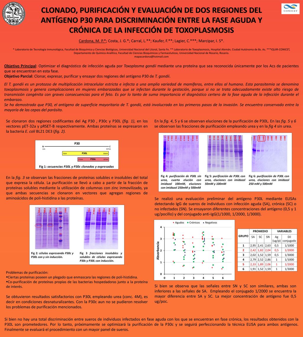 Clonado, purificación y evaluación de dos regiones del antígeno P30 para discriminación entre la fase aguda y crónica de la infección de toxoplasmosis
