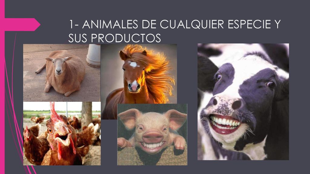 1- ANIMALES DE CUALQUIER ESPECIE Y SUS PRODUCTOS