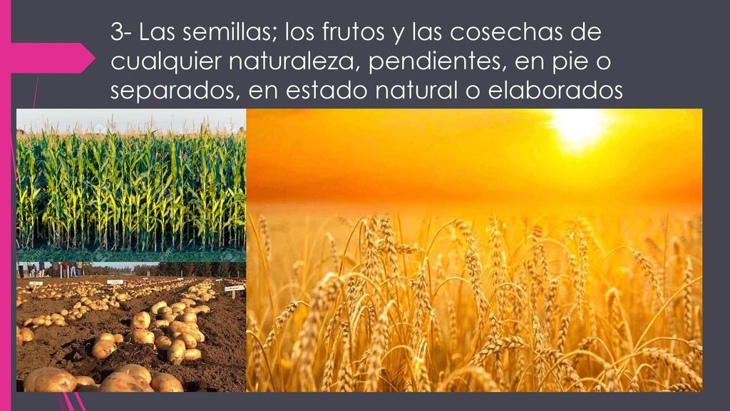 3- Las semillas; los frutos y las cosechas de cualquier naturaleza, pendientes, en pie o separados, en estado natural o elaborados