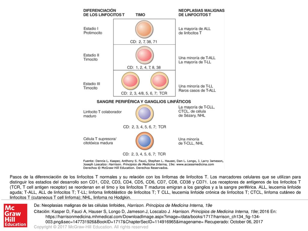 Pasos de la diferenciación de los linfocitos T normales y su relación con los linfomas de linfocitos T. Los marcadores celulares que se utilizan para distinguir los estadios del desarrollo son CD1, CD2, CD3, CD4, CD5, CD6, CD7, CD8, CD38 y CD71. Los receptores de antígenos de los linfocitos T (TCR, T cell antigen receptor) se reordenan en el timo y los linfocitos T maduros emigran a los ganglios y a la sangre periférica. ALL, leucemia linfoide aguda; T-ALL, ALL de linfocitos T; T-LL; linfoma linfoblástico de linfocitos T; T CLL, leucemia linfoide crónica de linfocitos T; CTCL, linfoma cutáneo de linfocitos T (cutaneous T cell linfoma); NHL, linfoma no Hodgkin.
