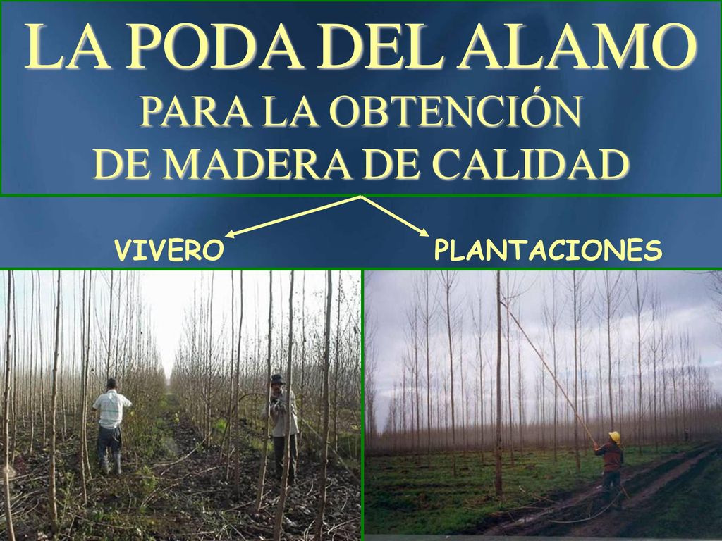 LA PODA DEL ALAMO PARA LA OBTENCIÓN DE MADERA DE CALIDAD VIVERO
