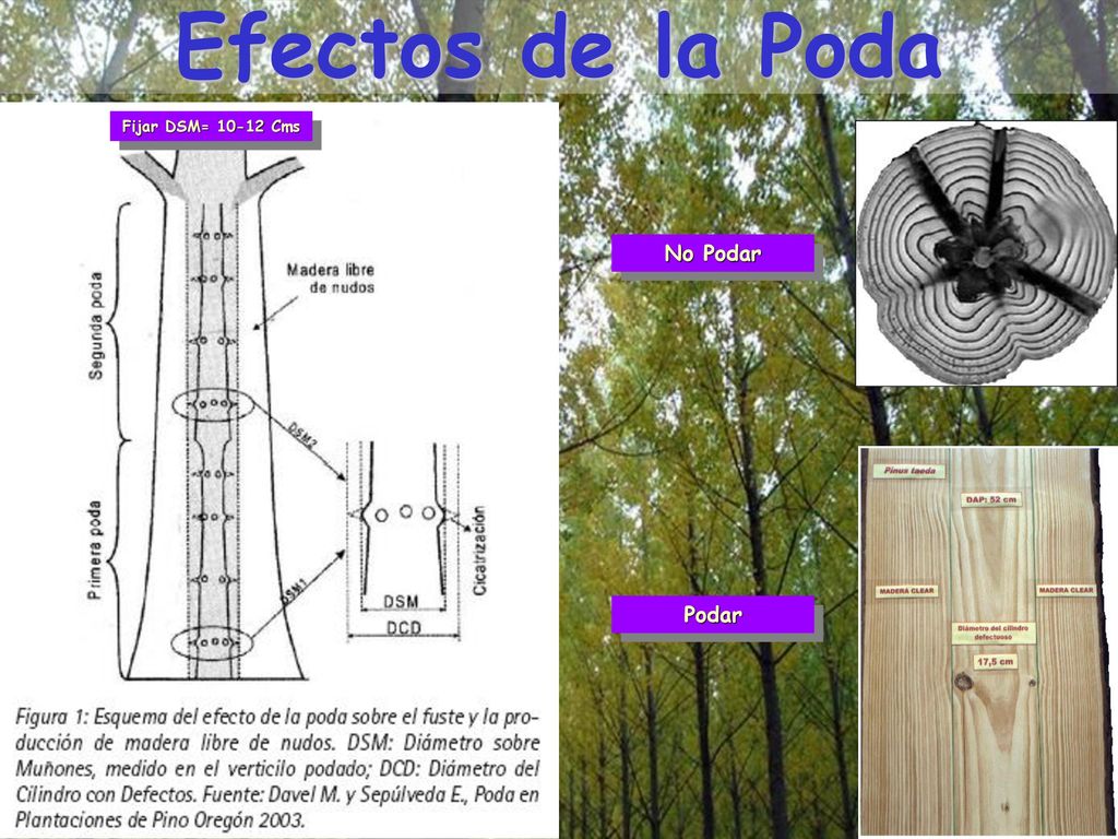 Efectos de la Poda Fijar DSM= Cms No Podar Podar