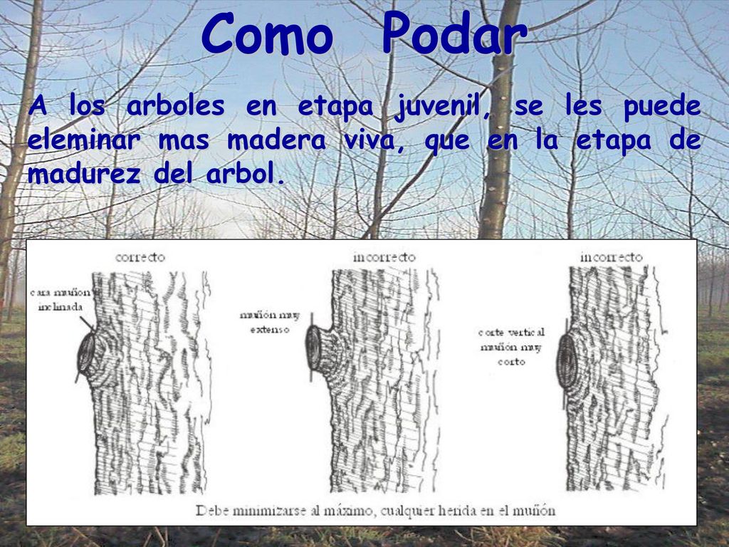 Como Podar A los arboles en etapa juvenil, se les puede eleminar mas madera viva, que en la etapa de madurez del arbol.