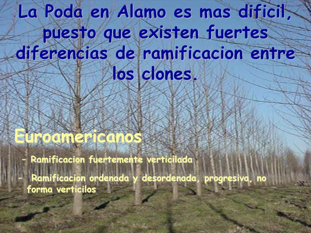 La Poda en Alamo es mas dificil, puesto que existen fuertes diferencias de ramificacion entre los clones.