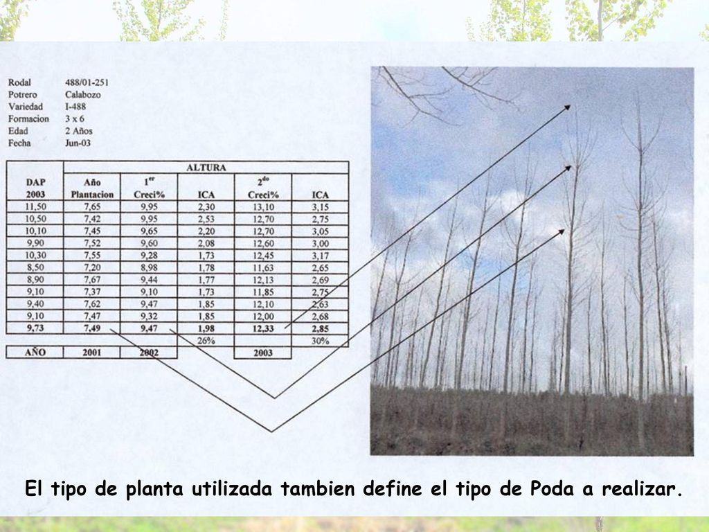 El tipo de planta utilizada tambien define el tipo de Poda a realizar.
