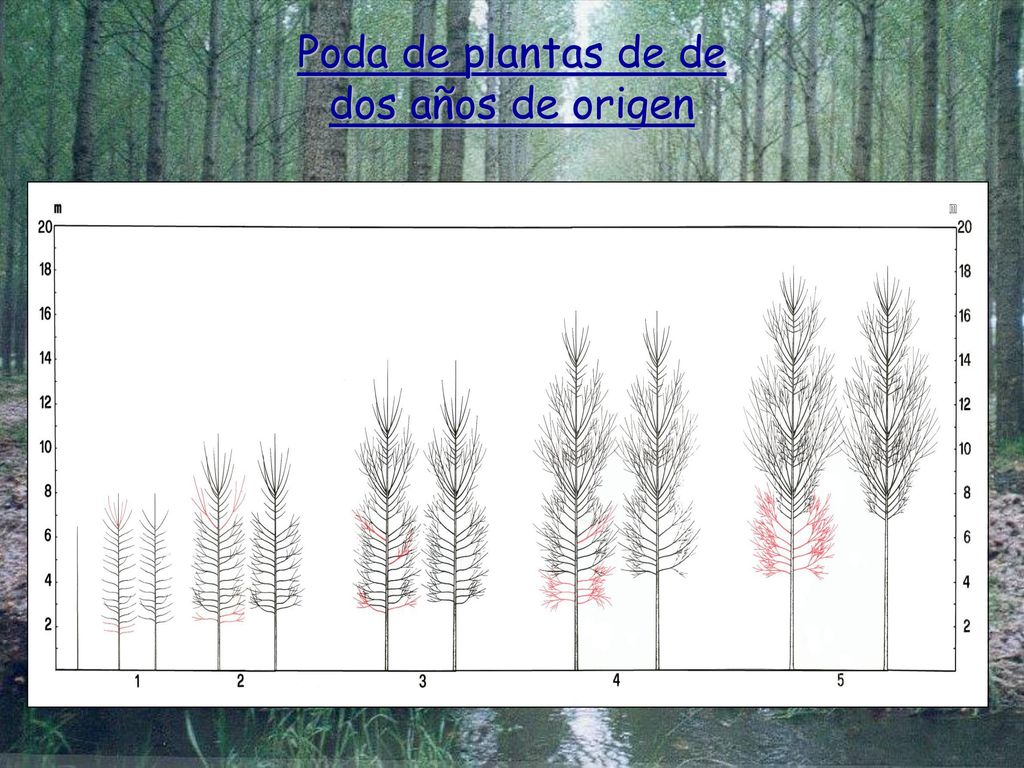 Poda de plantas de de dos años de origen