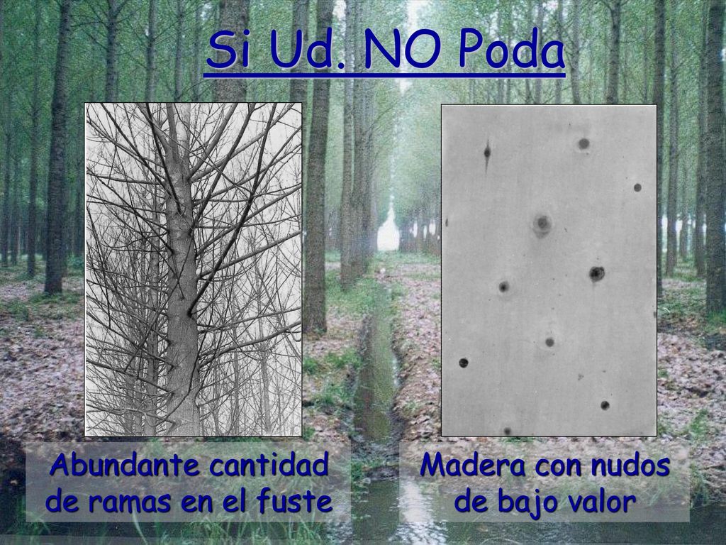 . Si Ud. NO Poda Abundante cantidad de ramas en el fuste