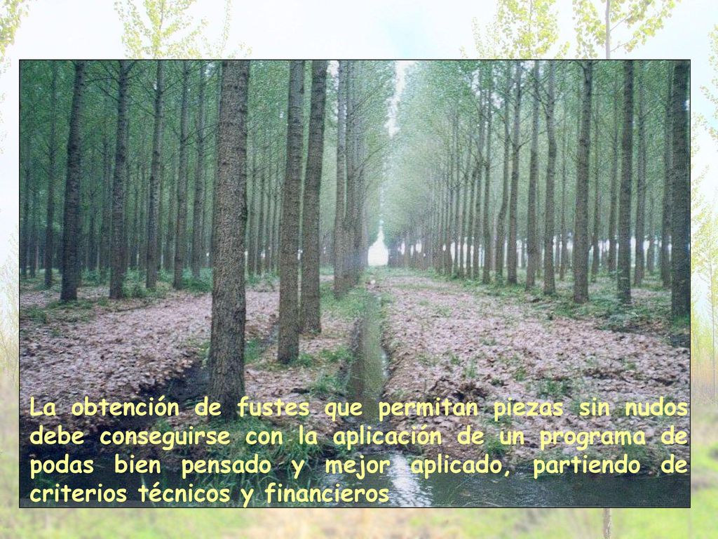 La obtención de fustes que permitan piezas sin nudos debe conseguirse con la aplicación de un programa de podas bien pensado y mejor aplicado, partiendo de criterios técnicos y financieros