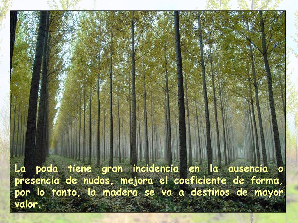 La poda tiene gran incidencia en la ausencia o presencia de nudos, mejora el coeficiente de forma, por lo tanto, la madera se va a destinos de mayor valor.