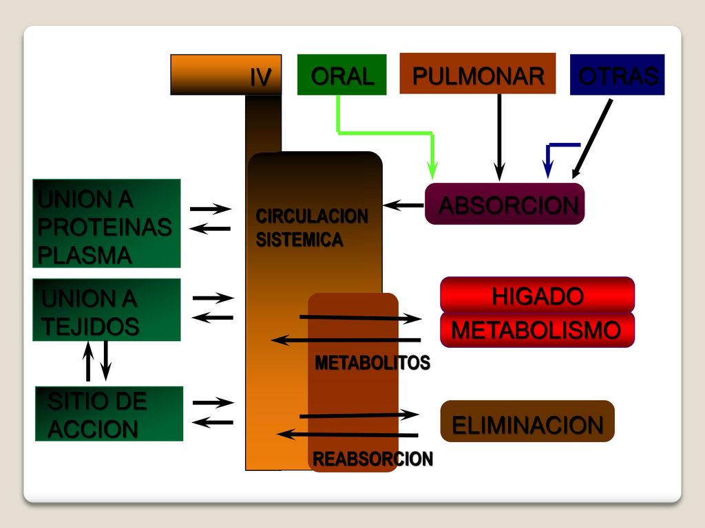 IV ORAL PULMONAR OTRAS UNION A PROTEINAS PLASMA ABSORCION UNION A
