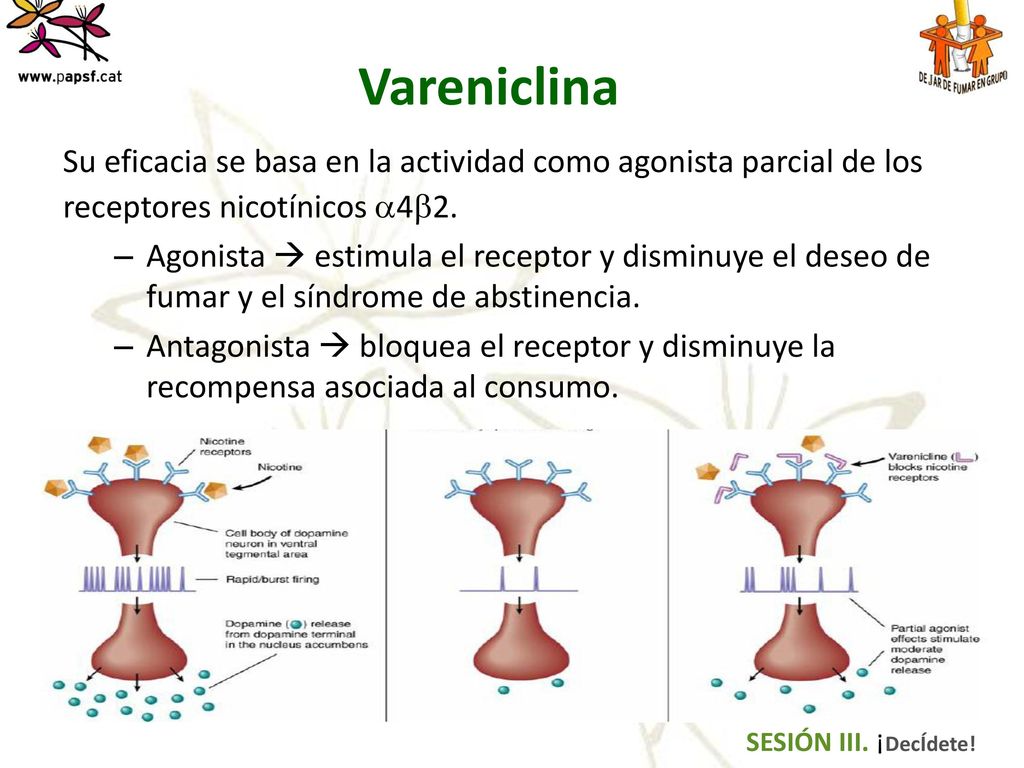 Vareniclina Su eficacia se basa en la actividad como agonista parcial de los. receptores nicotínicos 42.