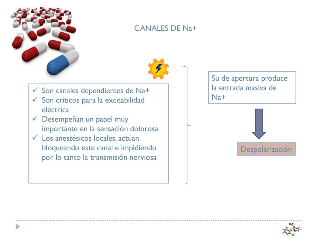 CANALES DE Na+ Su de apertura produce la entrada masiva de Na+ Son canales dependientes de Na+ Son críticos para la excitabilidad eléctrica.