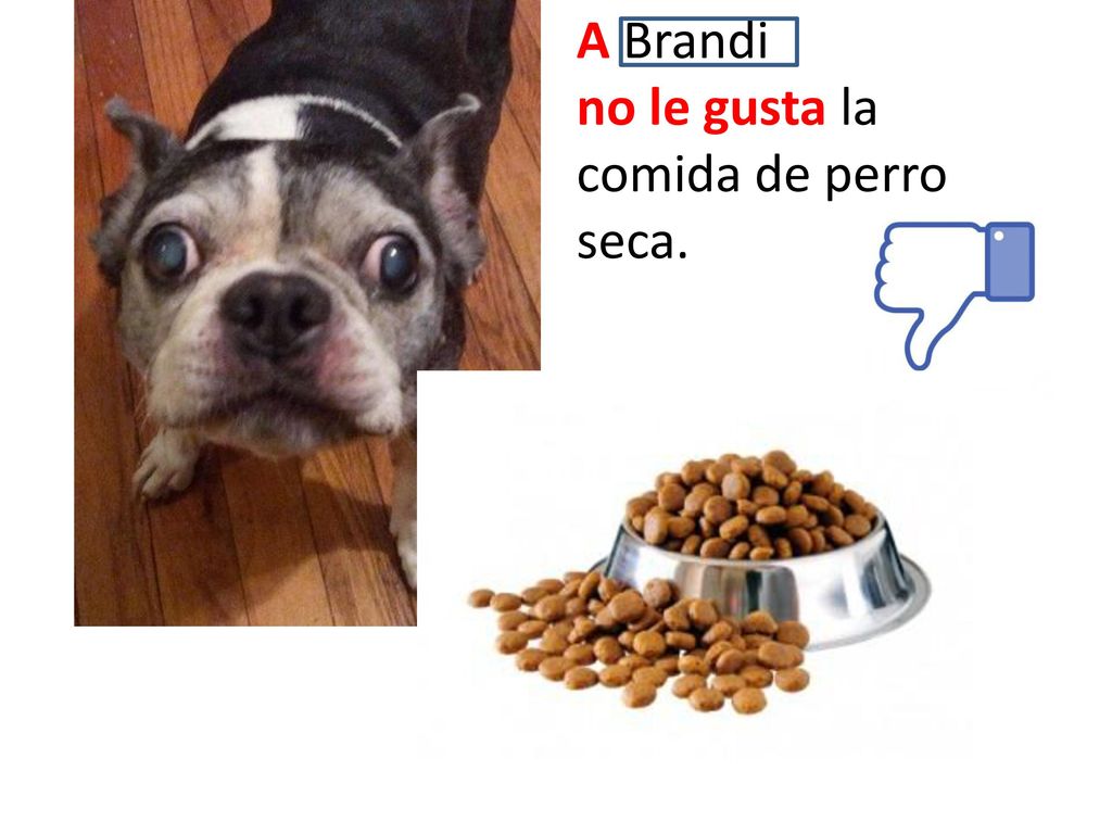 A Brandi no le gusta la comida de perro seca.
