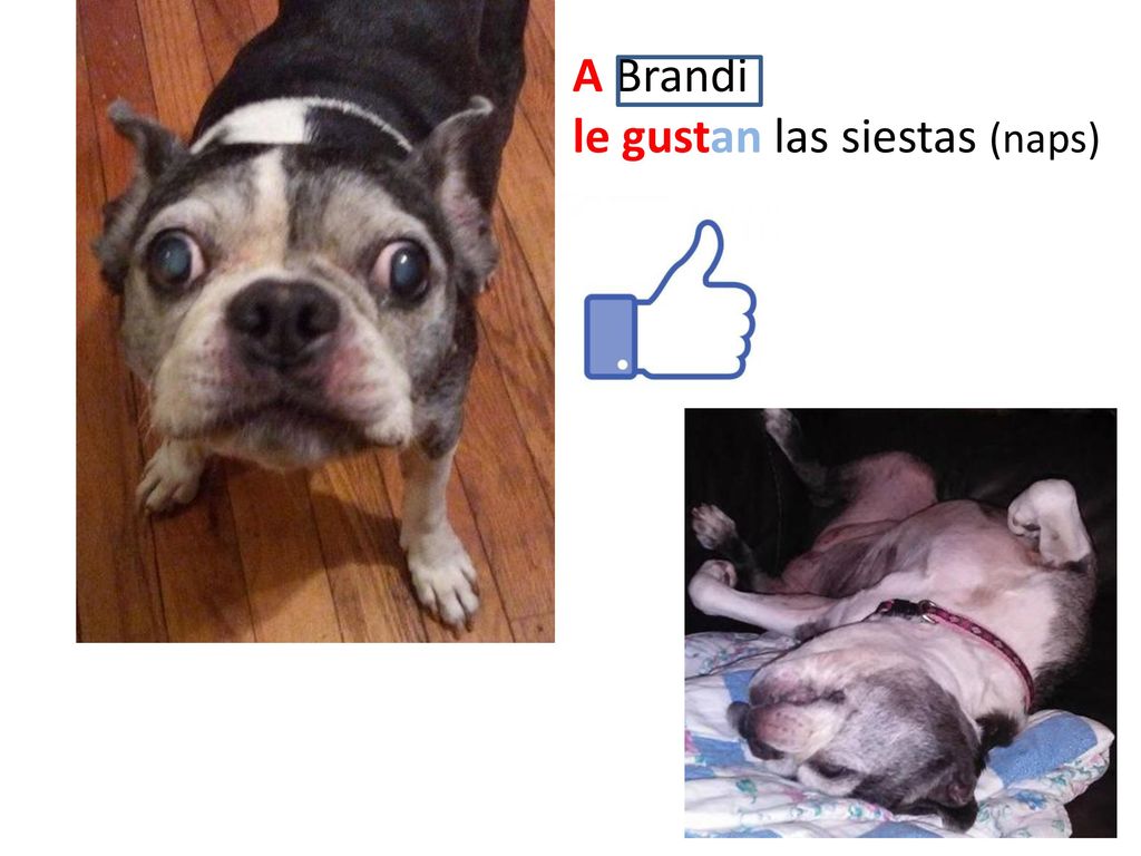 A Brandi le gustan las siestas (naps) .