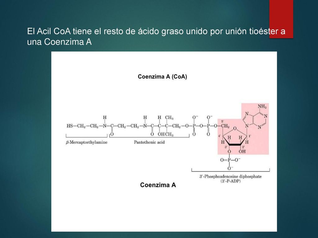El Acil CoA tiene el resto de ácido graso unido por unión tioéster a una Coenzima A