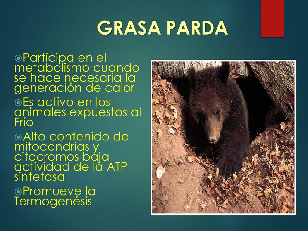 GRASA PARDA Participa en el metabolismo cuando se hace necesaria la generación de calor. Es activo en los animales expuestos al Frío.