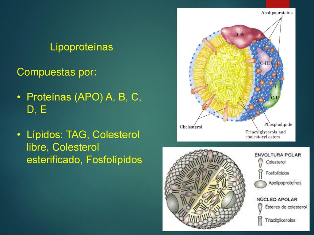 Lipoproteínas Compuestas por: Proteínas (APO) A, B, C, D, E.