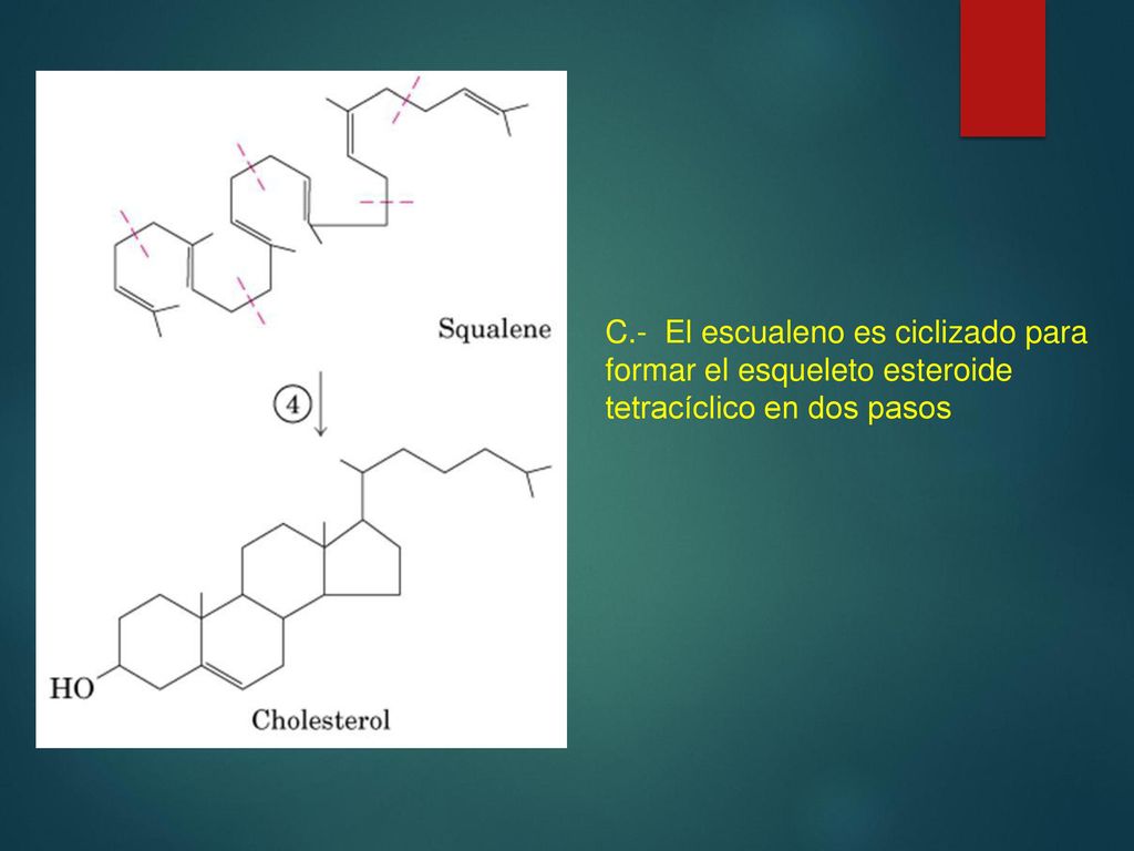 C.- El escualeno es ciclizado para formar el esqueleto esteroide tetracíclico en dos pasos