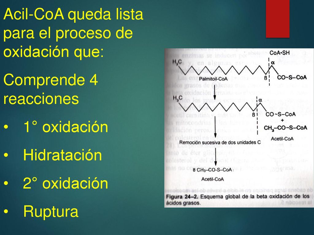 Acil-CoA queda lista para el proceso de oxidación que: