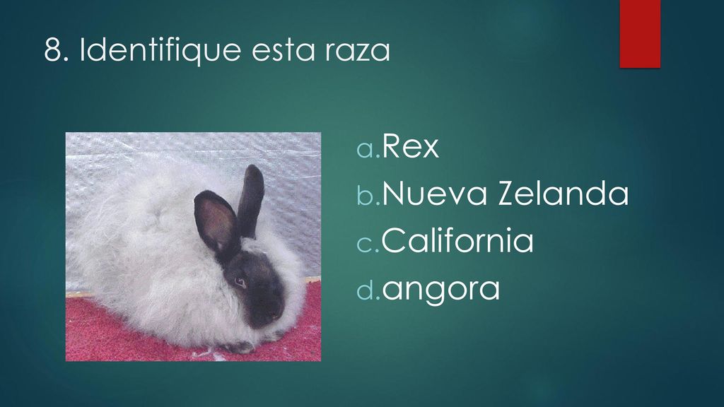 8. Identifique esta raza Rex Nueva Zelanda California angora