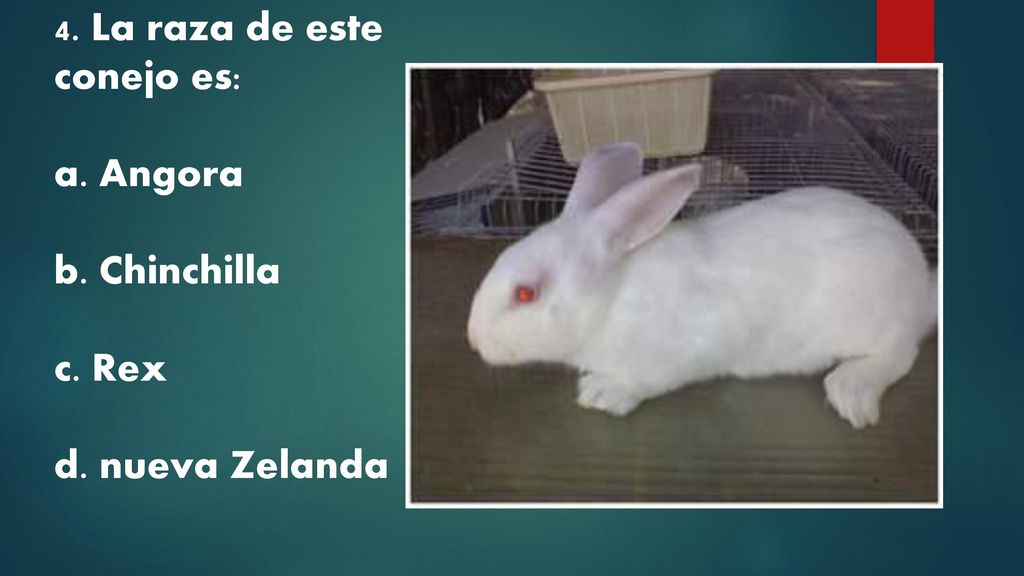 4. La raza de este conejo es: a. Angora b. Chinchilla c. Rex d