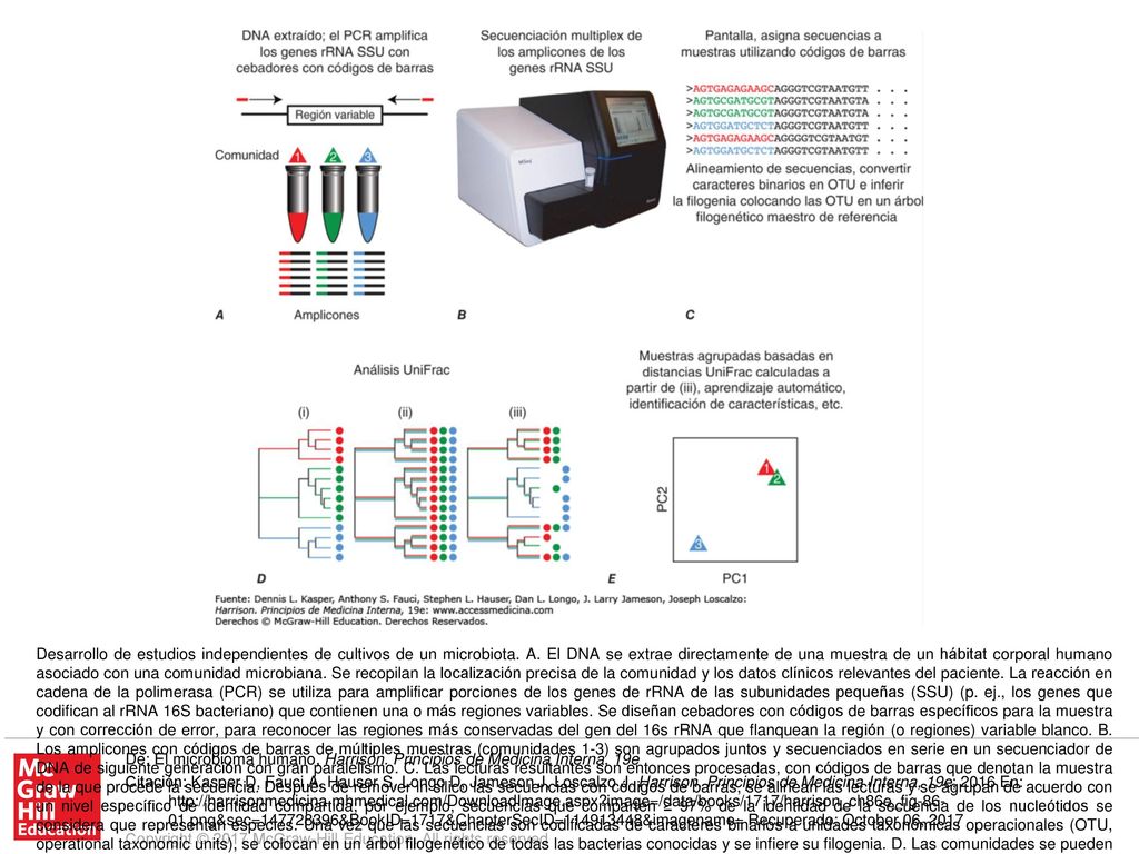 Desarrollo de estudios independientes de cultivos de un microbiota. A