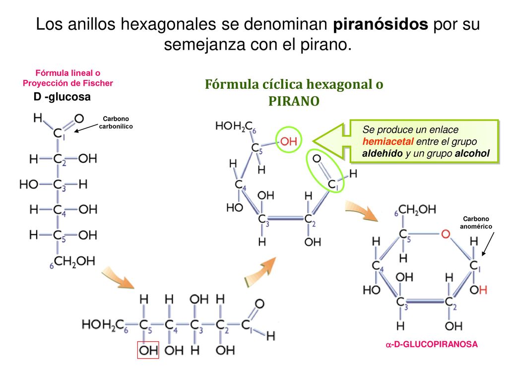 Los anillos hexagonales se denominan piranósidos por su semejanza con el pirano.