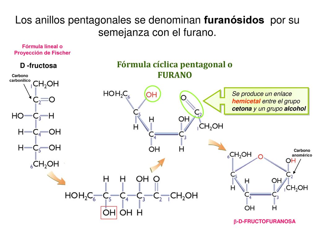 Los anillos pentagonales se denominan furanósidos por su semejanza con el furano.