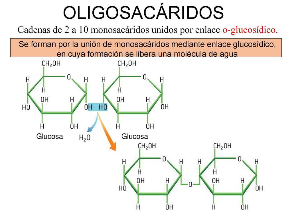 OLIGOSACÁRIDOS Cadenas de 2 a 10 monosacáridos unidos por enlace o-glucosídico.