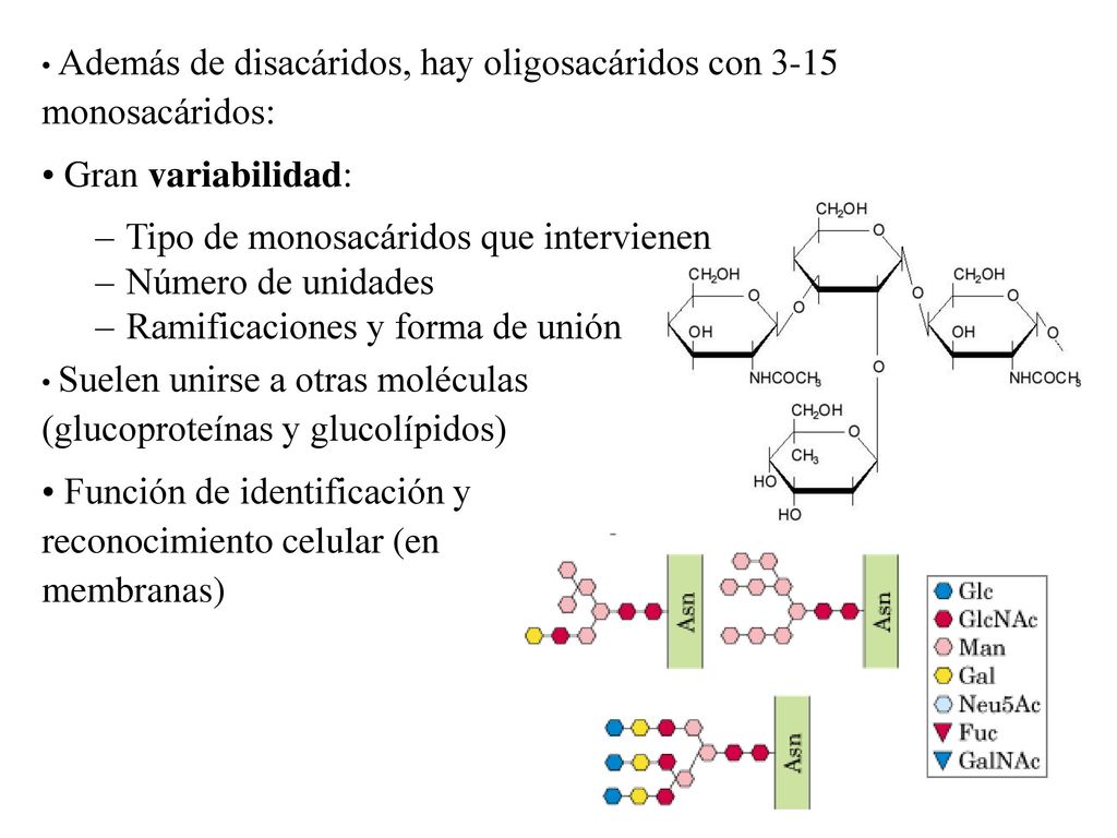 Tipo de monosacáridos que intervienen Número de unidades