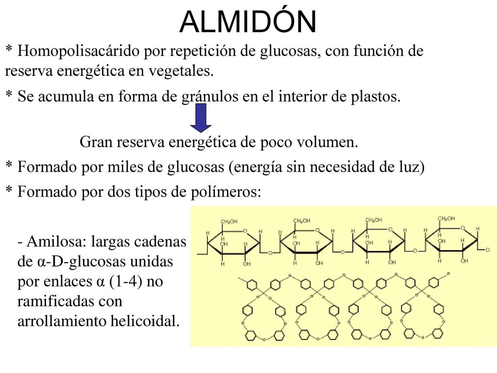 ALMIDÓN * Homopolisacárido por repetición de glucosas, con función de reserva energética en vegetales.