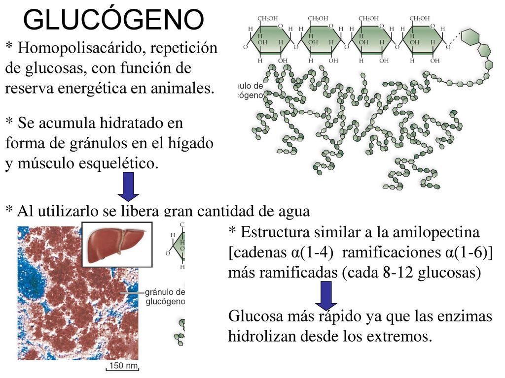 GLUCÓGENO * Homopolisacárido, repetición de glucosas, con función de reserva energética en animales.